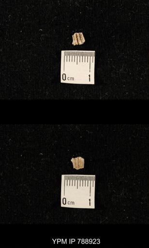 undet. Brachiopoda