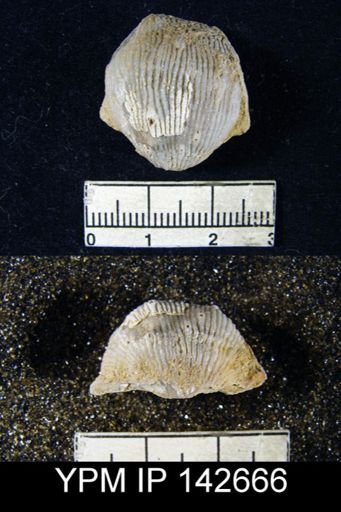Productus (Linoproductus) sp.