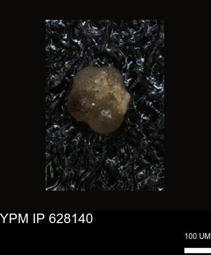 undet. Foraminiferida