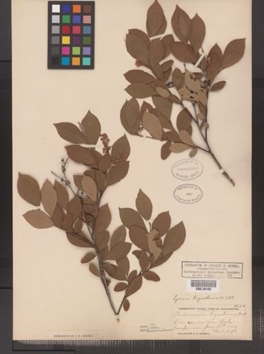 Lyonia ligustrina