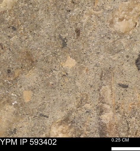 taxon undetermined