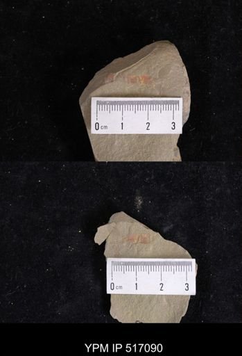 undet. Waptiidae