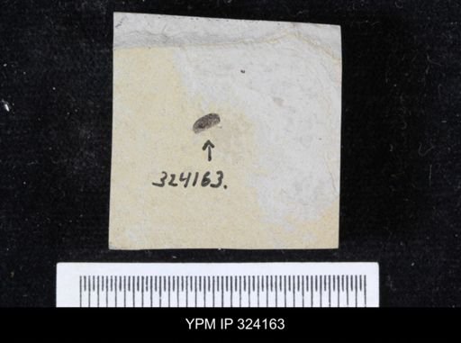 undet. Coleoptera