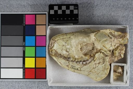 Merycoidodon culbertsoni