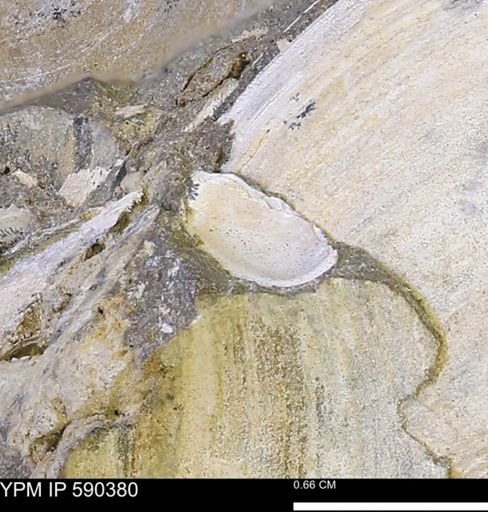 Protocardia?