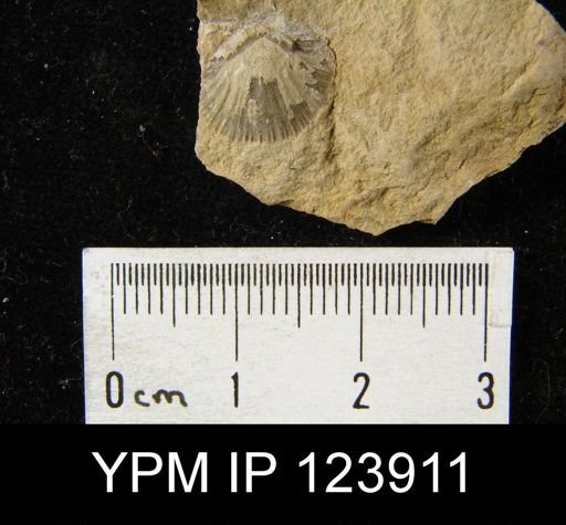 undet. Brachiopoda