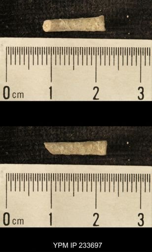 Archaeocidaris sp.