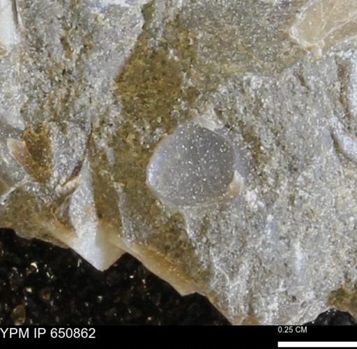 undet. Bivalvia