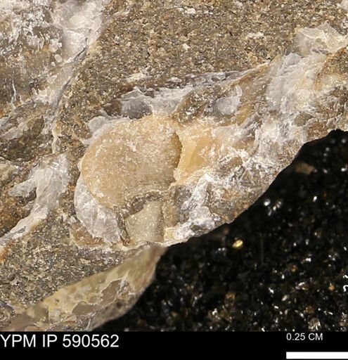 Ostrea translucida?