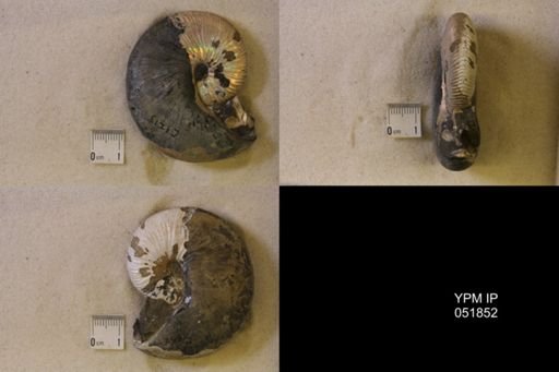 Hoploscaphites nicolletii