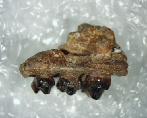 Aphronorus fraudator