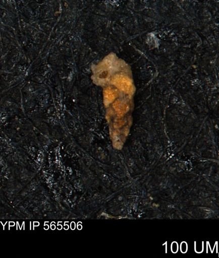 Verneuilina canadensis