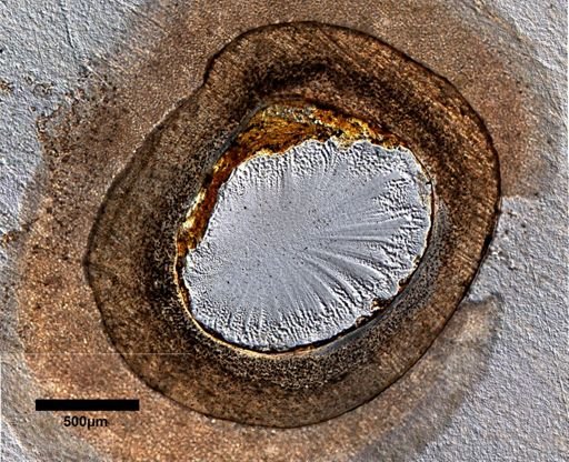 Dipsosaurus dorsalis
