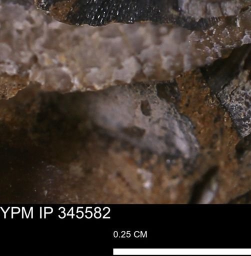 undet. Bivalvia