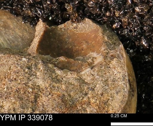 undet. Bivalvia