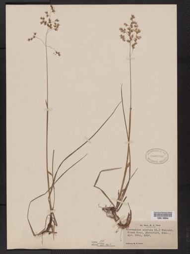 Anthoxanthum nitens