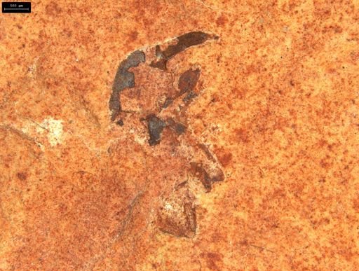 undet. Curculionidae