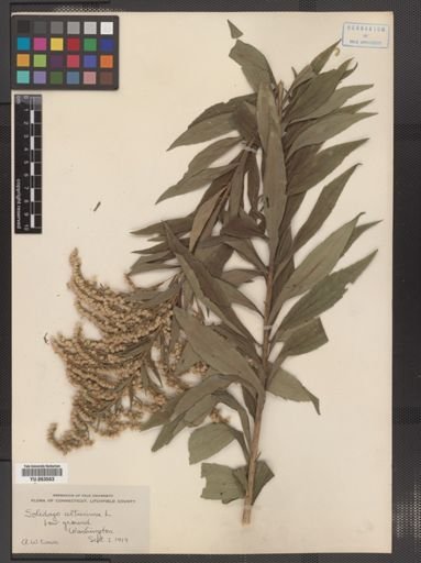 Solidago altissima