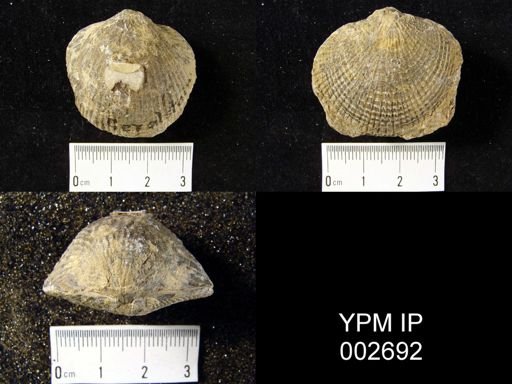 Atrypa reticularis