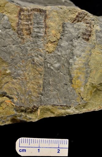 Colpodexylon deatsii