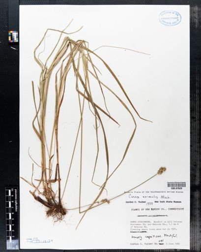 Carex normalis