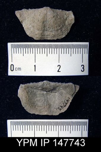 Chonetes flemingi