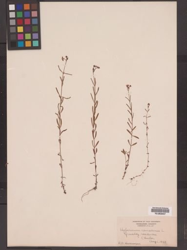 Hypericum canadense
