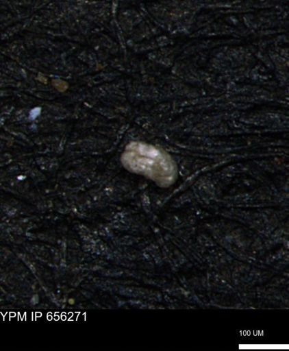 Glomospira tortuosa