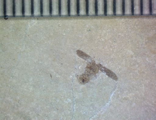 undet. Coleoptera
