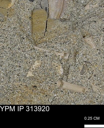 undet. Scaphopoda