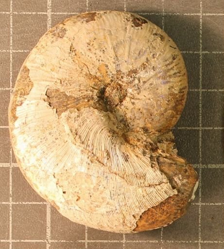 Hoploscaphites nicolletii