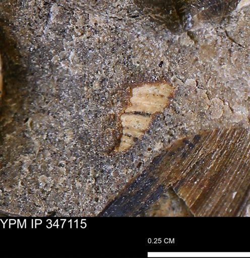 undet. Bivalvia