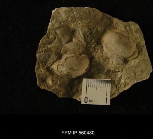 Bumastus sp.