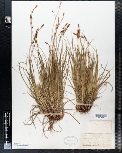 Carex pensylvanica