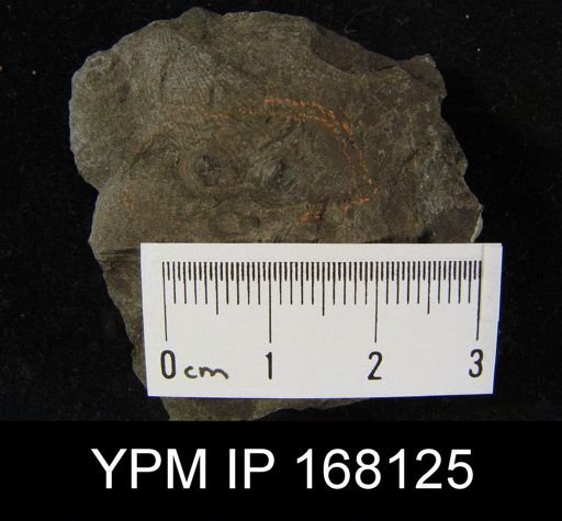 Lingula sp.