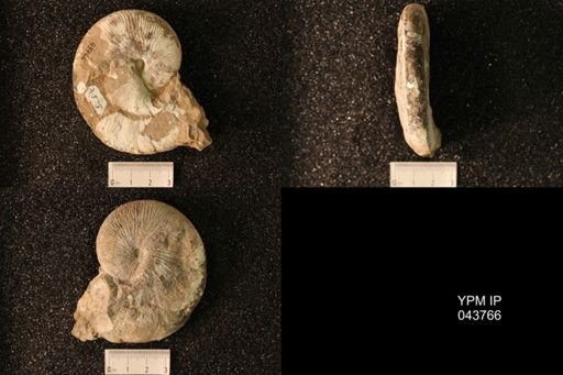 Hoploscaphites nicolletii