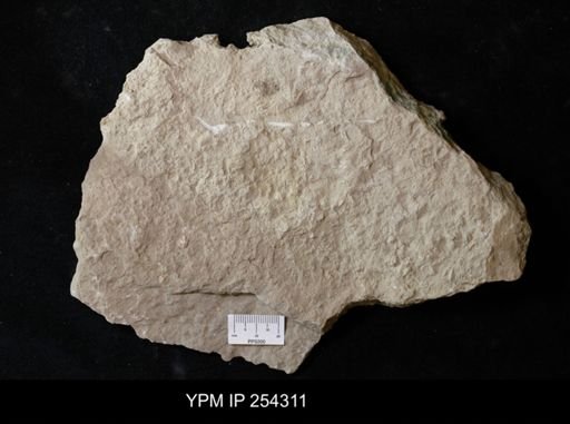 Spiriferinida