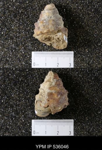 Tulotoma thompsoni