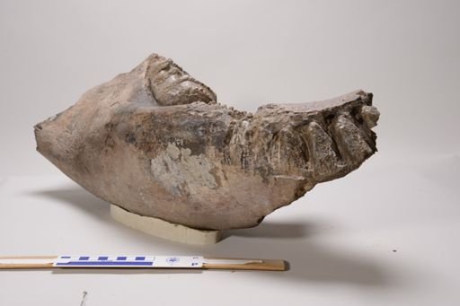 Stegodon sp.