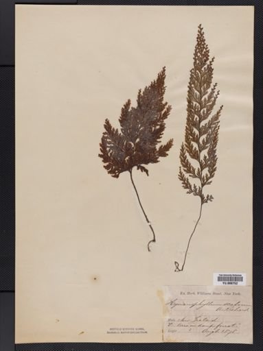 Hymenophyllum