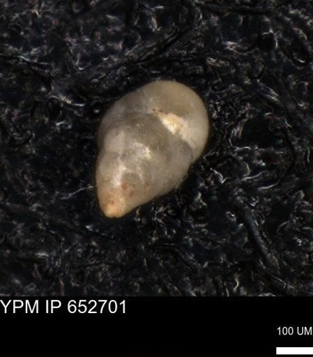 undet. Foraminiferida