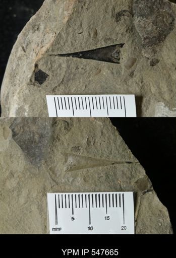 undet. Eurypterida