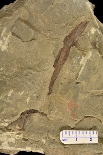 Prototaxites ortoni