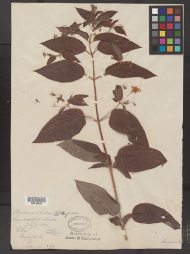 Plantae