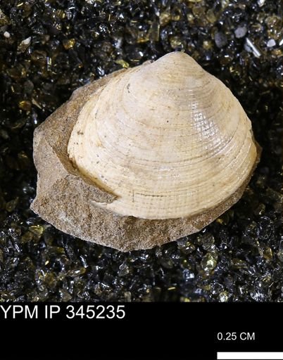 Limopsis striatopunctatus