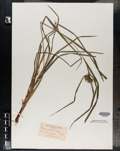 Carex intumescens
