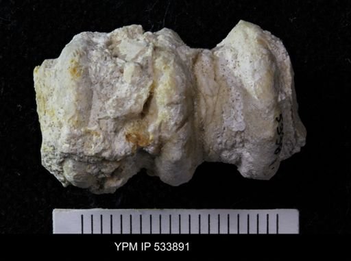 undet. Crinoidea