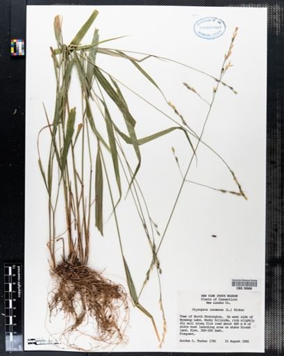 Oryzopsis racemosa