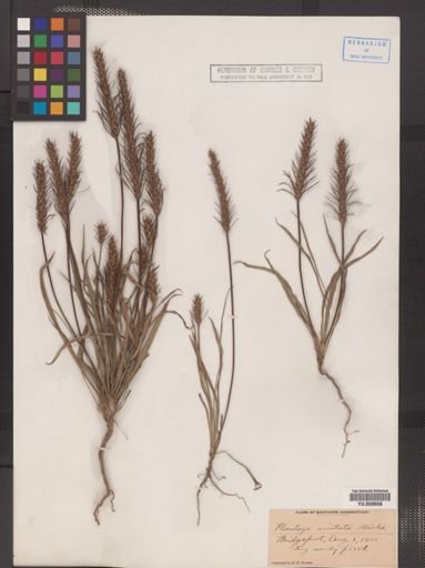 Plantago aristata