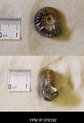 Hoploscaphites comprimus